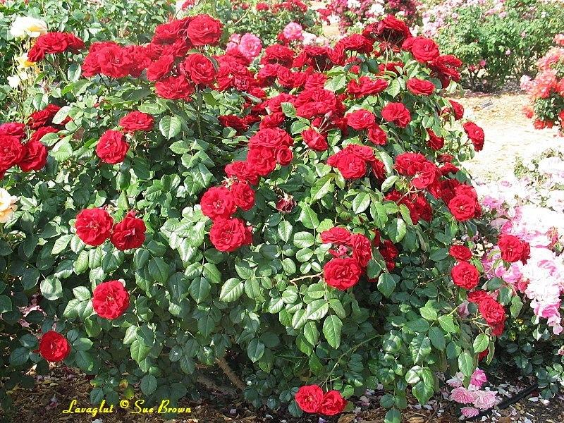 Photo of Rose (Rosa 'Lavaglut') uploaded by Calif_Sue