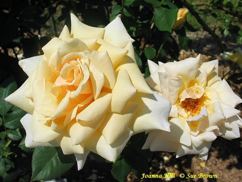 Photo of Rose (Rosa 'Joanna Hill') uploaded by Calif_Sue