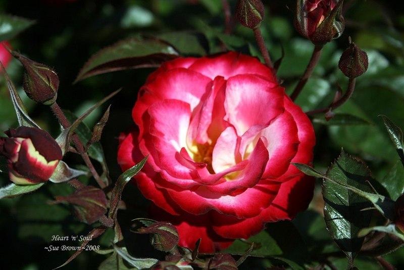 Photo of Rose (Rosa 'Heart 'n' Soul') uploaded by Calif_Sue