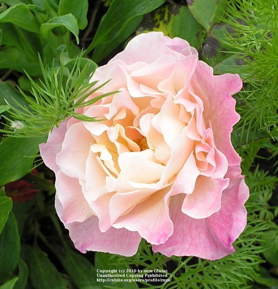 Photo of Rose (Rosa 'Abracadabra') uploaded by zuzu