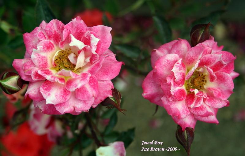 Photo of Rose (Rosa 'Jewel Box') uploaded by Calif_Sue