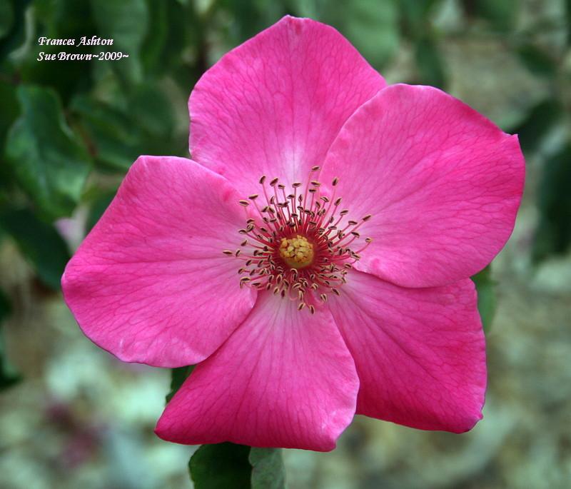 Photo of Rose (Rosa 'Frances Ashton') uploaded by Calif_Sue