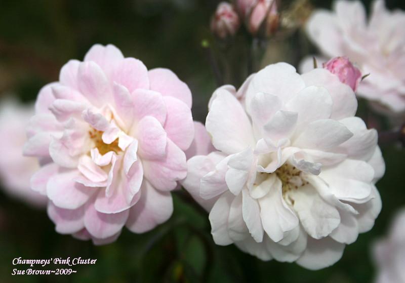 Photo of Rose (Rosa 'Champneys' Pink Cluster') uploaded by Calif_Sue