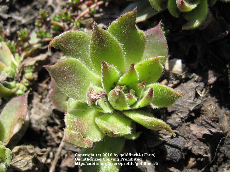 Photo of Hen and Chicks (Sempervivum 'Leocadia') uploaded by goldfinch4