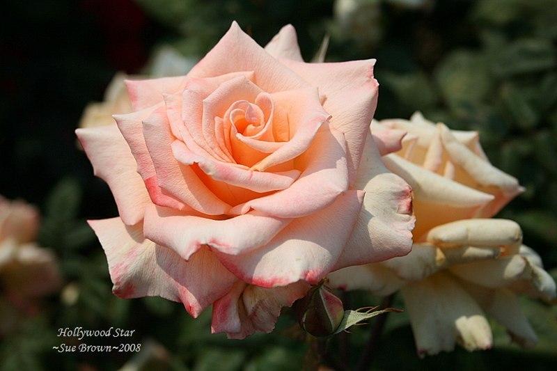Photo of Rose (Rosa 'Hollywood Star') uploaded by Calif_Sue