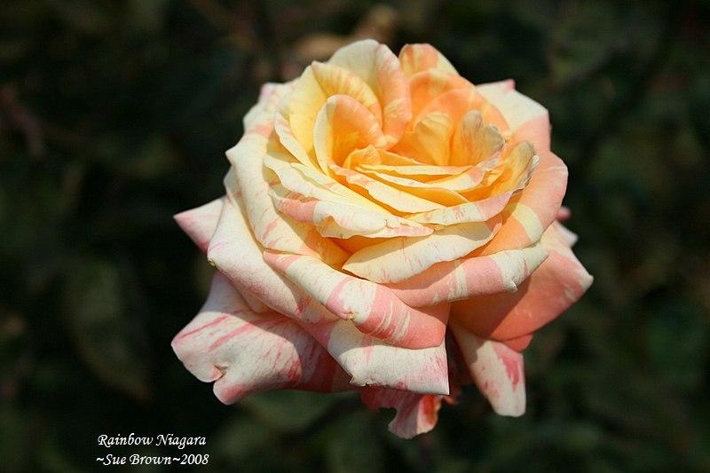 Photo of Rose (Rosa 'Rainbow Niagara') uploaded by Calif_Sue