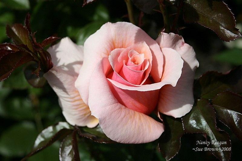 Photo of Rose (Rosa 'Nancy Reagan') uploaded by Calif_Sue