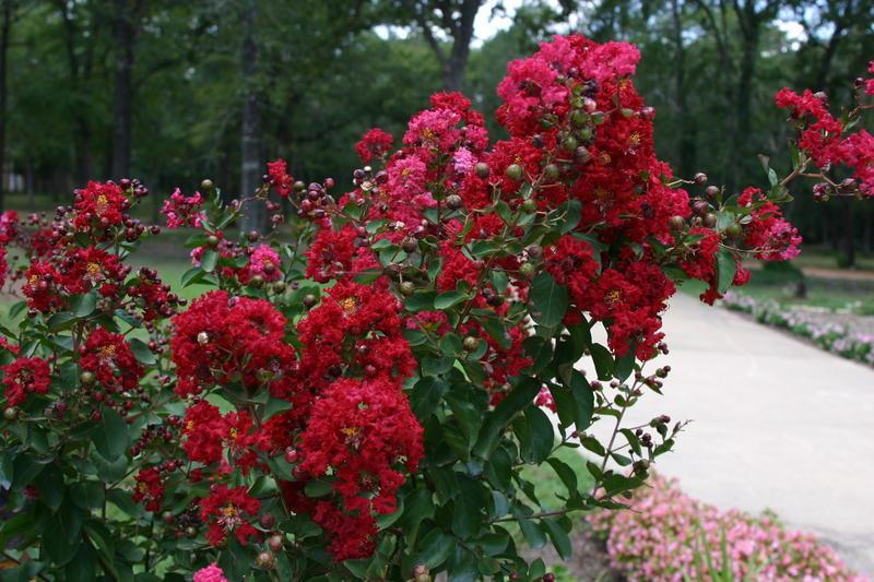 Photo of Crepe Myrtle (Lagerstroemia indica Dynamite®) uploaded by dave