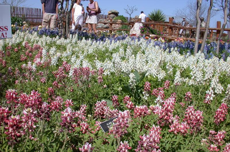 Photo of Red Texas Bluebonnet (Lupinus texensis 'Alamo Fire') uploaded by dave