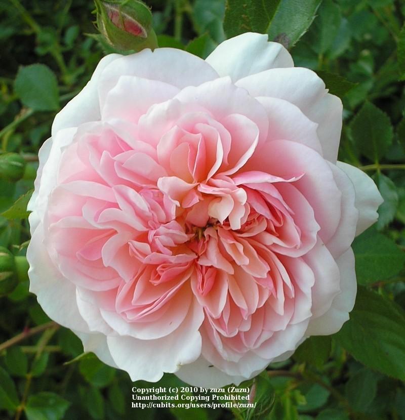 Photo of Rose (Rosa 'Anne Boleyn') uploaded by zuzu