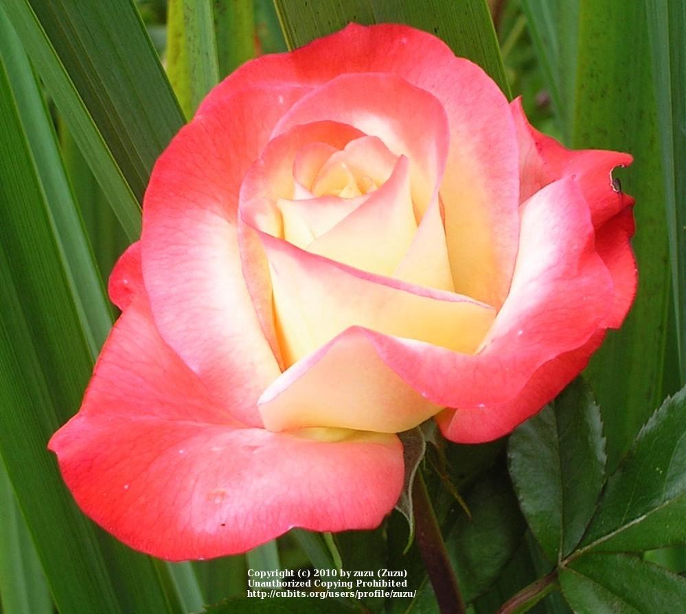Photo of Rose (Rosa 'Angel Bells') uploaded by zuzu
