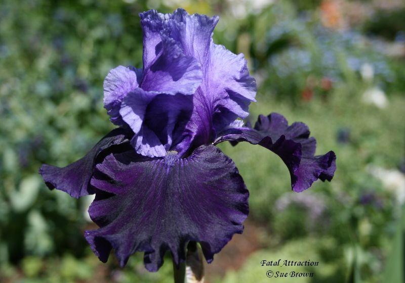 Photo of Tall Bearded Iris (Iris 'Fatal Attraction') uploaded by Calif_Sue
