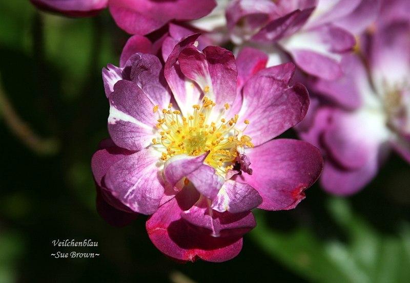 Photo of Rambling Rose (Rosa 'Veilchenblau') uploaded by Calif_Sue