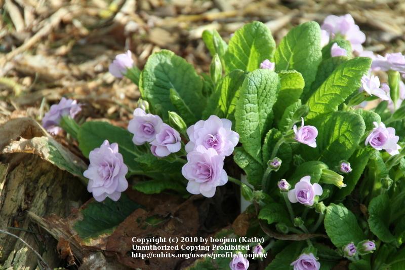 Photo of English Primrose (Primula vulgaris 'Quaker's Bonnet') uploaded by boojum