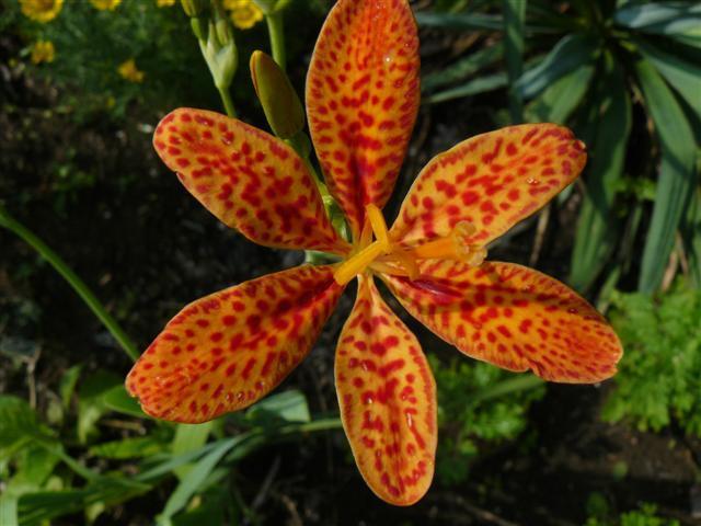 Photo of Species Iris (Iris domestica) uploaded by threegardeners