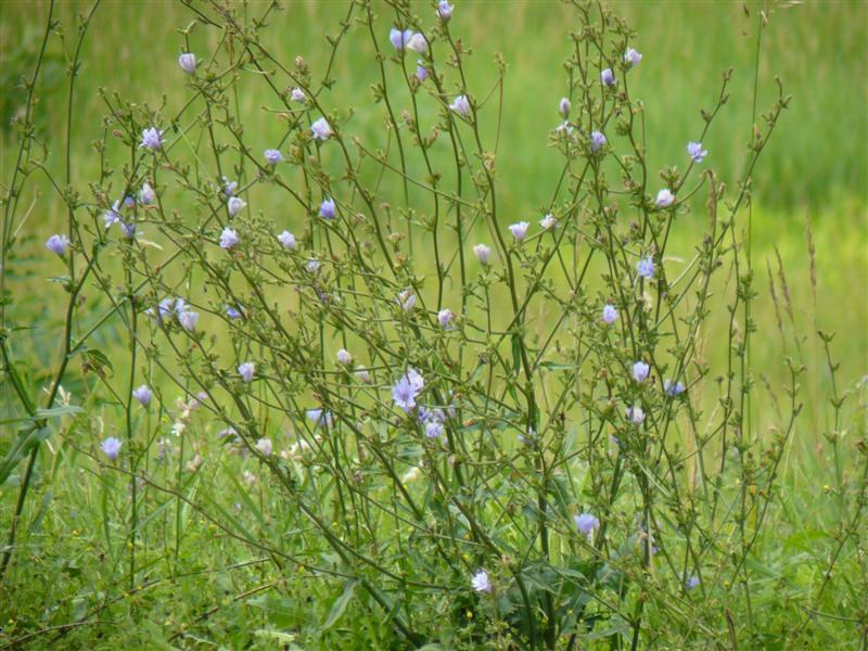 Photo of Chicory (Cichorium intybus) uploaded by threegardeners