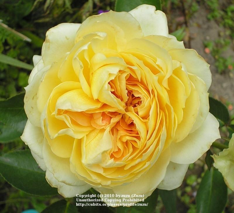 Photo of Rose (Rosa 'Antique Caramel') uploaded by zuzu