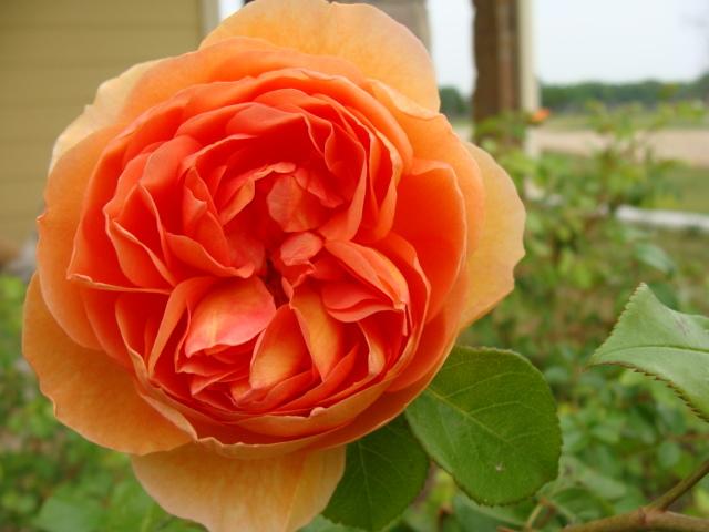 Photo of English Shrub Rose (Rosa 'Pat Austin') uploaded by emoryterri