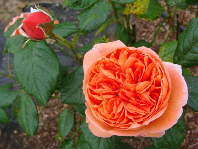 Photo of Rose (Rosa 'Summer Song') uploaded by emoryterri