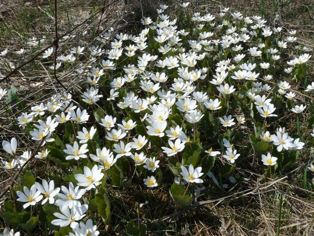 Photo of Bloodroot (Sanguinaria canadensis) uploaded by threegardeners