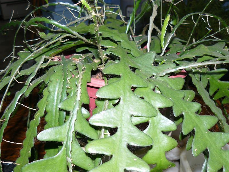 Photo of Zig-Zag Cactus (Selenicereus anthonyanus) uploaded by threegardeners