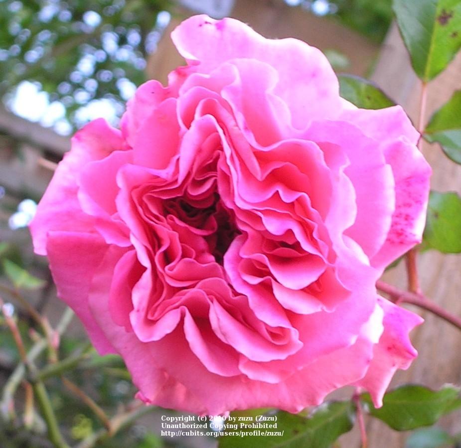 Photo of Rose (Rosa 'Dream Weaver') uploaded by zuzu