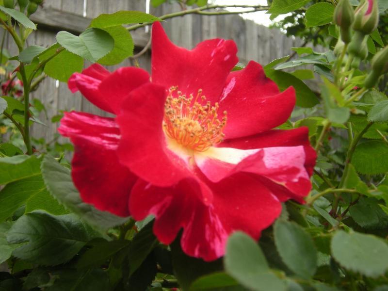 Photo of Large-Flowered Climbing Rose (Rosa 'Fourth of July') uploaded by melva