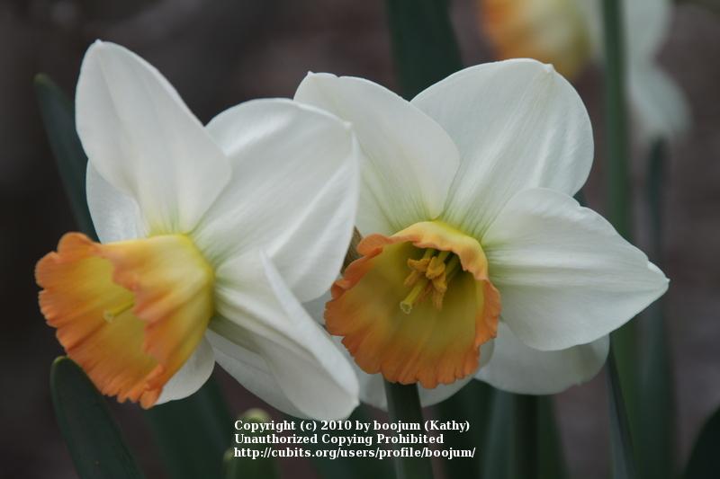 Photo of Large-cupped Daffodil (Narcissus 'Rainbow') uploaded by boojum