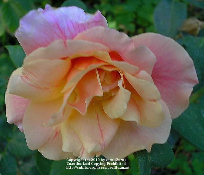 Photo of Rose (Rosa 'Autumn') uploaded by zuzu