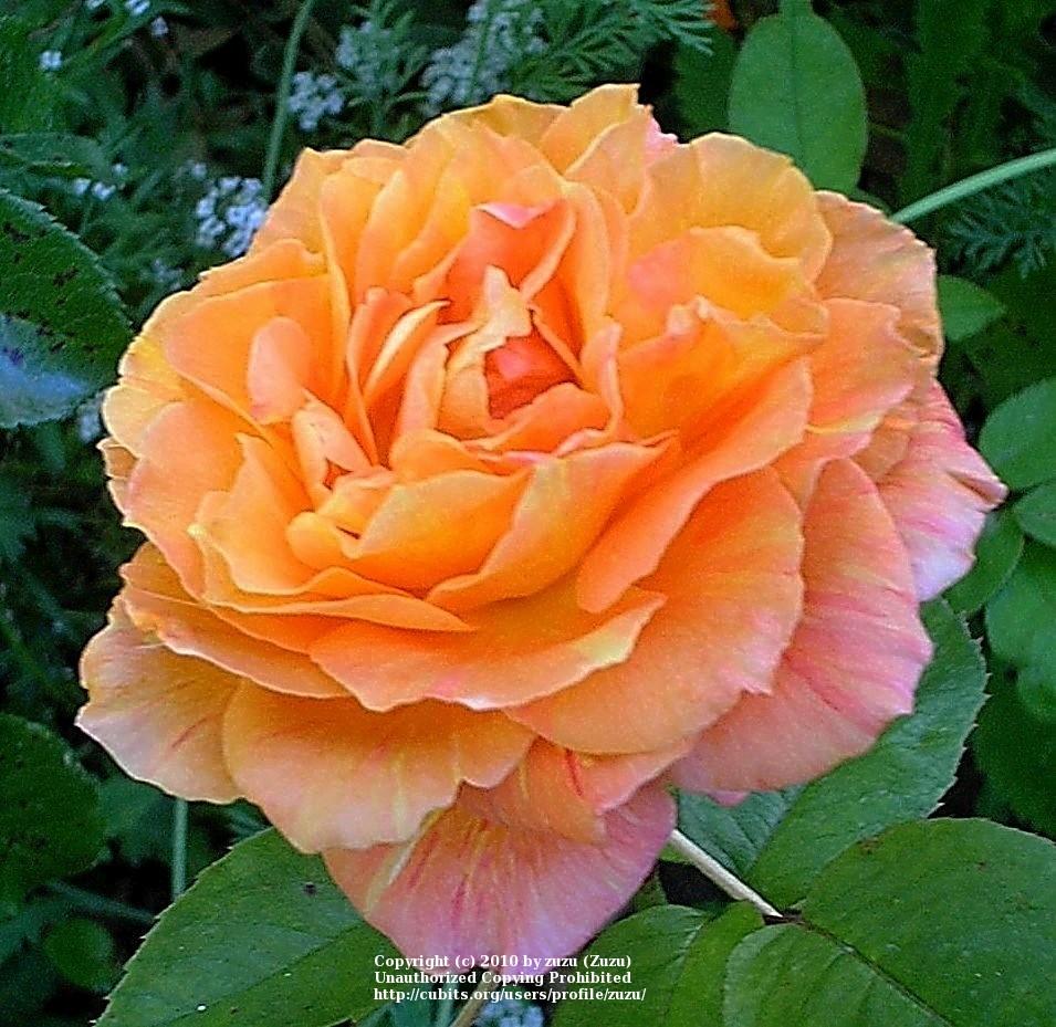 Photo of Rose (Rosa 'Arizona') uploaded by zuzu