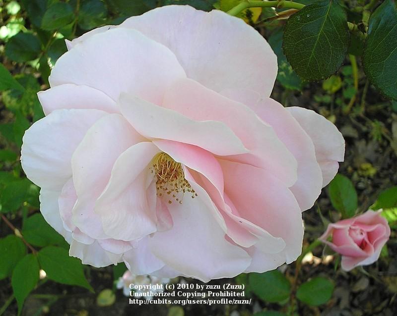 Photo of Rose (Rosa 'Audrey Hepburn') uploaded by zuzu