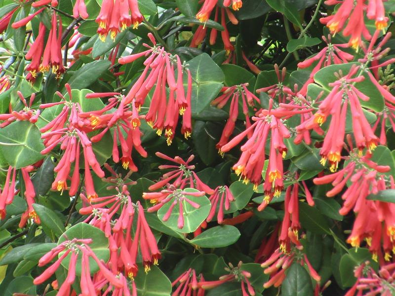 Photo of Coral Honeysuckle (Lonicera sempervirens) uploaded by dave67
