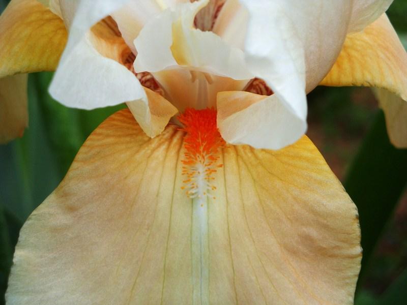 Photo of Tall Bearded Iris (Iris 'Invitation') uploaded by floweraddictnc