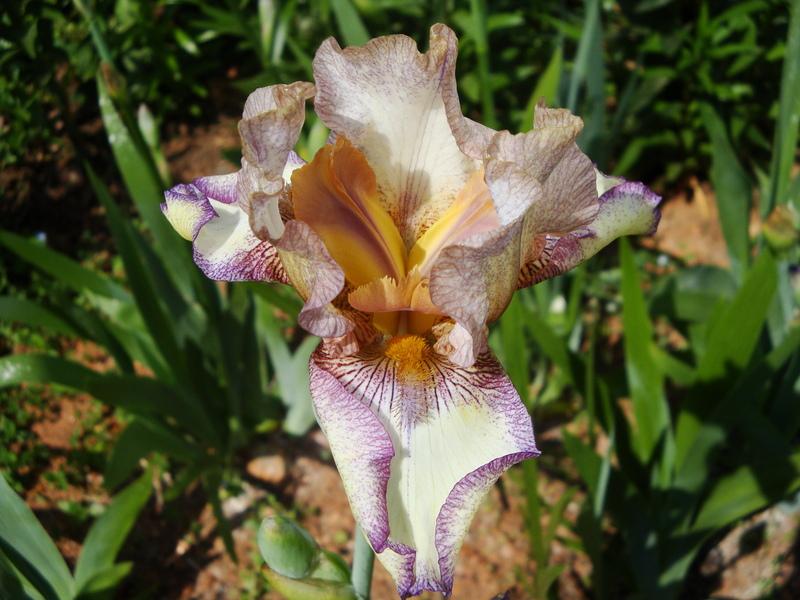 Photo of Tall Bearded Iris (Iris 'Las Vegas') uploaded by floweraddictnc