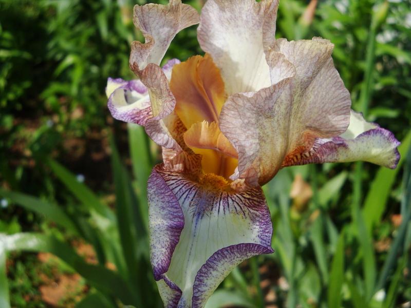 Photo of Tall Bearded Iris (Iris 'Las Vegas') uploaded by floweraddictnc
