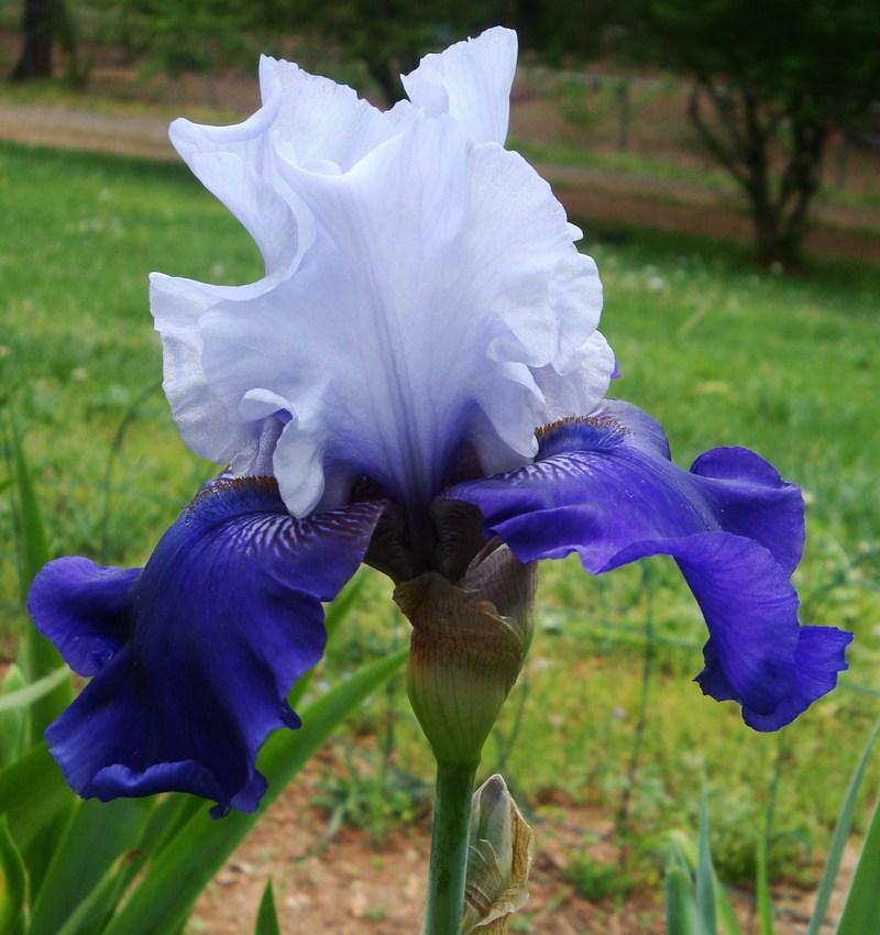 Photo of Tall Bearded Iris (Iris 'Best Bet') uploaded by floweraddictnc