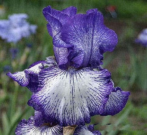 Photo of Tall Bearded Iris (Iris 'Art Deco') uploaded by MShadow