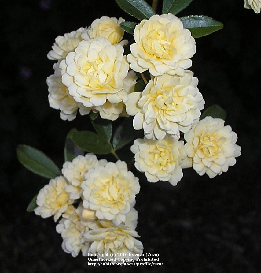 Photo of Lady Banks Yellow (Rosa banksiae 'Lutea') uploaded by zuzu