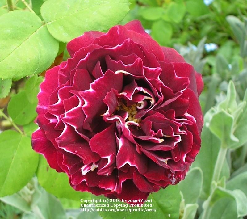 Photo of Rose (Rosa 'Baron Girod de l'Ain') uploaded by zuzu