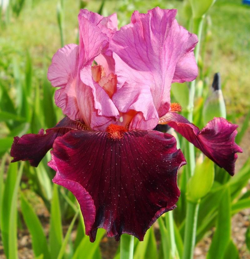 Photo of Tall Bearded Iris (Iris 'Wearing Rubies') uploaded by floweraddictnc
