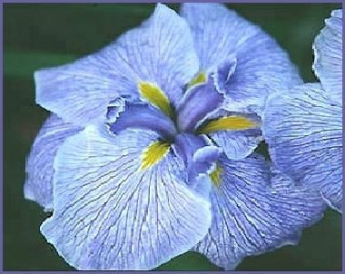 Photo of Japanese Iris (Iris ensata 'Greywoods Etcha Sketch') uploaded by PollyK