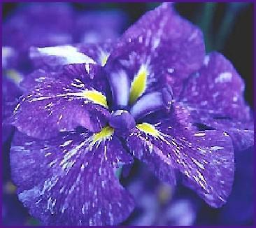 Photo of Japanese Iris (Iris ensata 'Greywoods Night Mist') uploaded by PollyK
