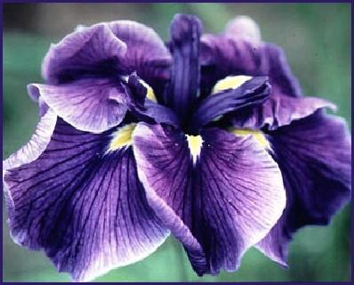 Photo of Japanese Iris (Iris ensata 'Greywoods Dark Desire') uploaded by PollyK