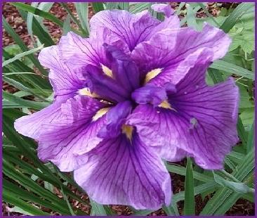 Photo of Japanese Iris (Iris ensata 'Greywoods Mulberry Cascade') uploaded by PollyK