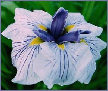 Photo of Japanese Iris (Iris ensata 'Greywoods Lady Luck') uploaded by PollyK