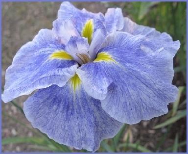 Photo of Japanese Iris (Iris ensata 'Greywoods River Song') uploaded by PollyK