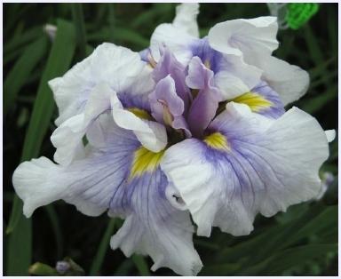 Photo of Japanese Iris (Iris ensata 'Greywoods Social Butterfly') uploaded by PollyK