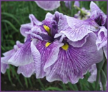 Photo of Japanese Iris (Iris ensata 'Greywoods Gypsy Plumes') uploaded by PollyK