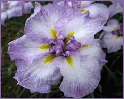Photo of Japanese Iris (Iris ensata 'Greywoods Irish Myst') uploaded by PollyK