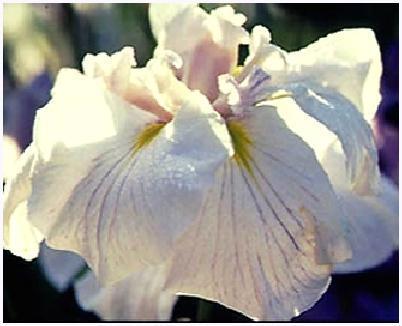 Photo of Japanese Iris (Iris ensata 'Greywoods Snow Etchings') uploaded by PollyK